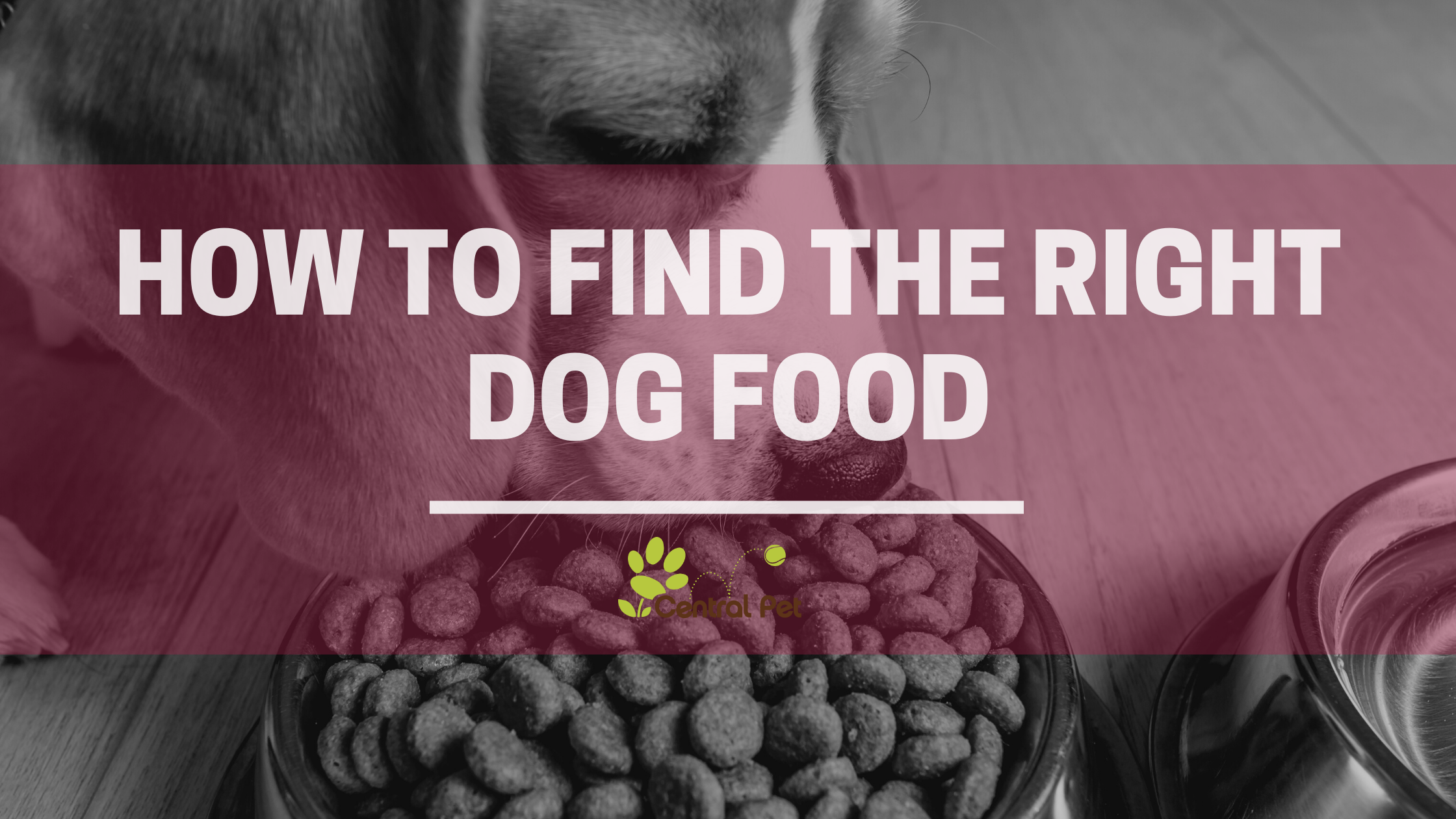 Picking the right dog food sale